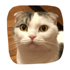 我が家の3にゃんず