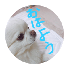 アニちゃんスタンプ