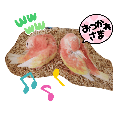 アキクサインコ
