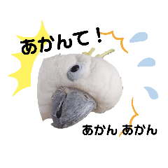 関西弁のアオメキバタン♡2