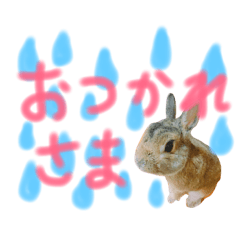 実物の動物たち