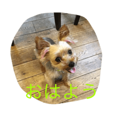 ヨーキーはなとトイプーこまち 3