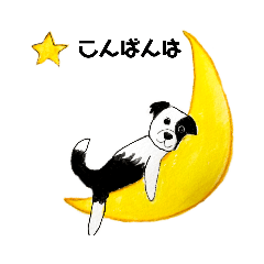 ボーダーコリーハーフフェイス