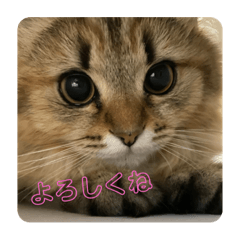 猫好きな人が使うスタンプ