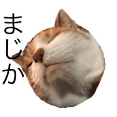 猫ズのスタンプ(使いやすい)