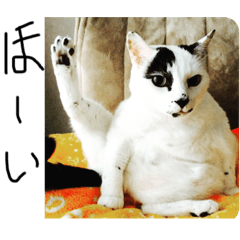 猫ネコねこの日常