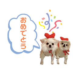 チワワの甘える時、あいさつに使える！