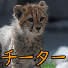 動物園の仲間たち(チーター)
