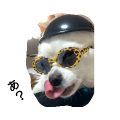 ブサかわチワワこゆきさん