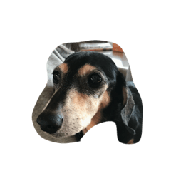 チョコちゃんだよ