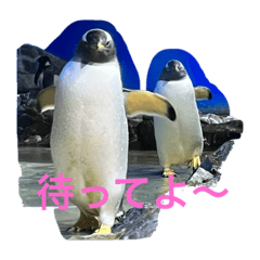 動物のつぶやきごと