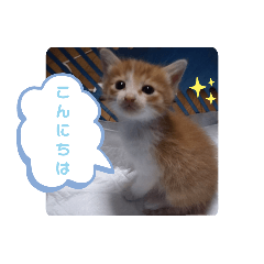 猫 クレア&クロスケ あいさつ