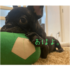 まるとごんとむぎ。