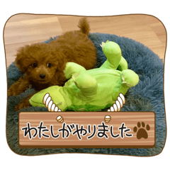 トイプーのハル