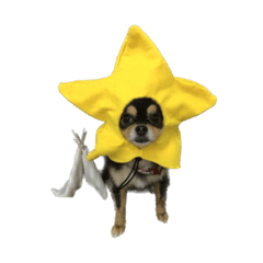 りんちゃんは犬です3