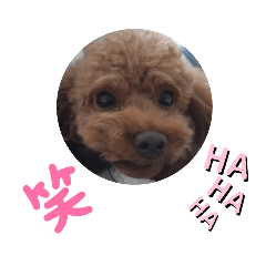 可愛いトイプーとチワワ　エンチャンネル