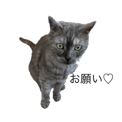 うちのイケメンニャン