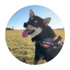 ごままのワンダフルスタンプ