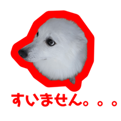 ハクとネロとライラの日常スタンプ。No1