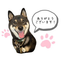 コジスタンプ③