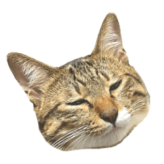 世界１のやっこ