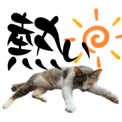 三毛猫姫ちゃん