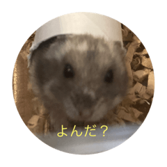 さかいけのらむた