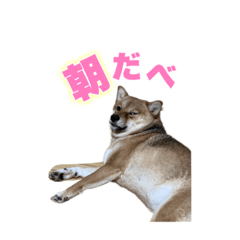 しばけんこまめちゃんスタンプ