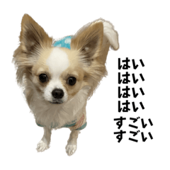 犬のそらちゃん〜そんな事思ってたん？〜