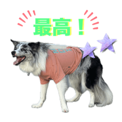 ボーダーコリーのはむ2