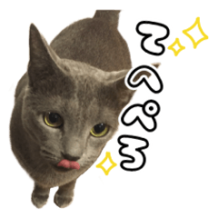 にゃんこがいっぱい。