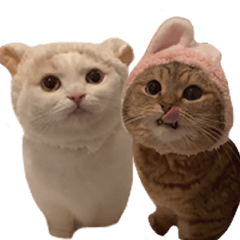 にぼしらといっしょ