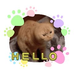 きゃわきゃわぽんちくん2