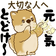 柴犬さん『大切な人へ思いやり』2025