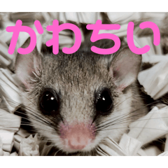 アフリカヤマネのびりまるっ2