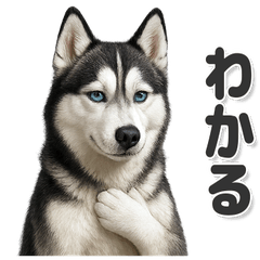 毎日使える！かわいいシベリアンハスキー