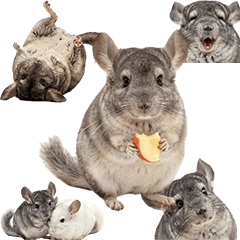 BIG! チンチラ　実写