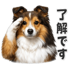 【敬語】使いやすい！ シェルティ