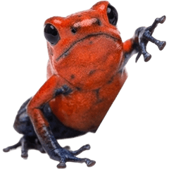 イチゴヤドクガエル　実写