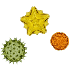 顕微鏡で 花粉 を見てみよう