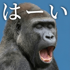 結構使いやすい実写ゴリラスタンプ