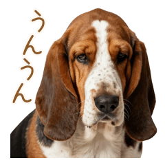 全てを受け止める虚無バセット