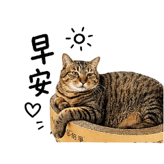 Didi fat cat