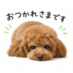 かわいい癒しトイプー