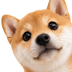 飛び出す★柴柴柴