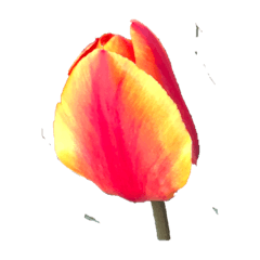 夕陽に染まるチューリップ