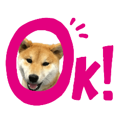 かわいい柴犬の金太郎サン