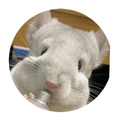 しろちゃんんスタンプ