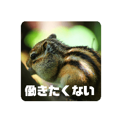 シマリスの気持ち