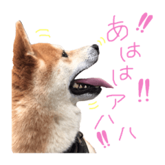 宇佐美家の愛犬♡2